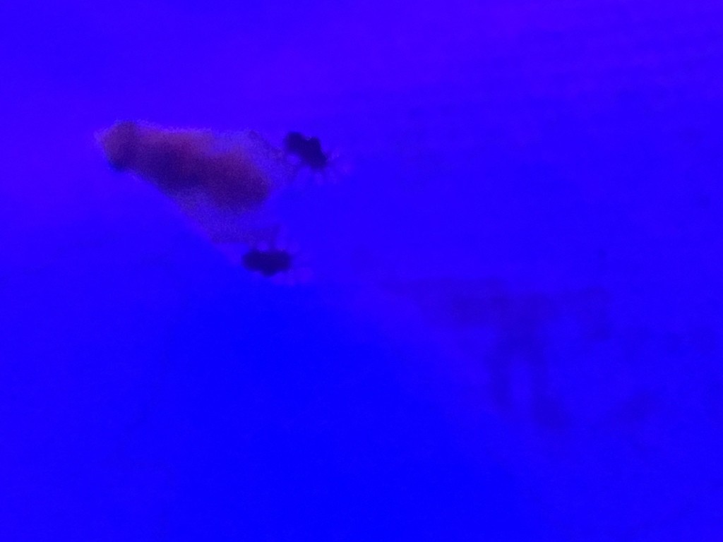 Euarestoides (Euarestoides)