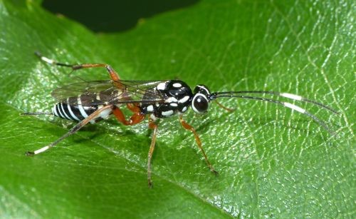 Glabridorsum (Glabridorsum)