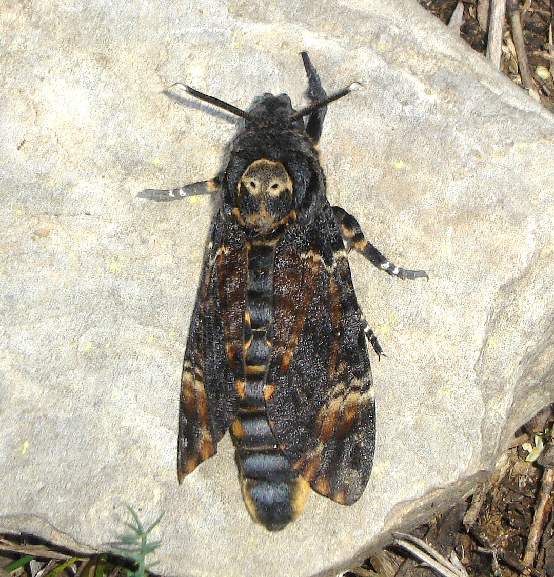 Мёртвая голова (Acherontia atropos) - Picture Insect