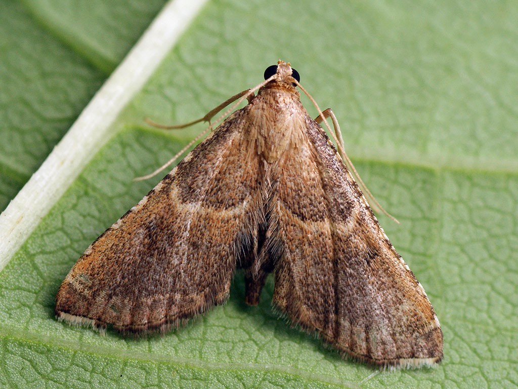 歧角螟屬 (Endotricha)