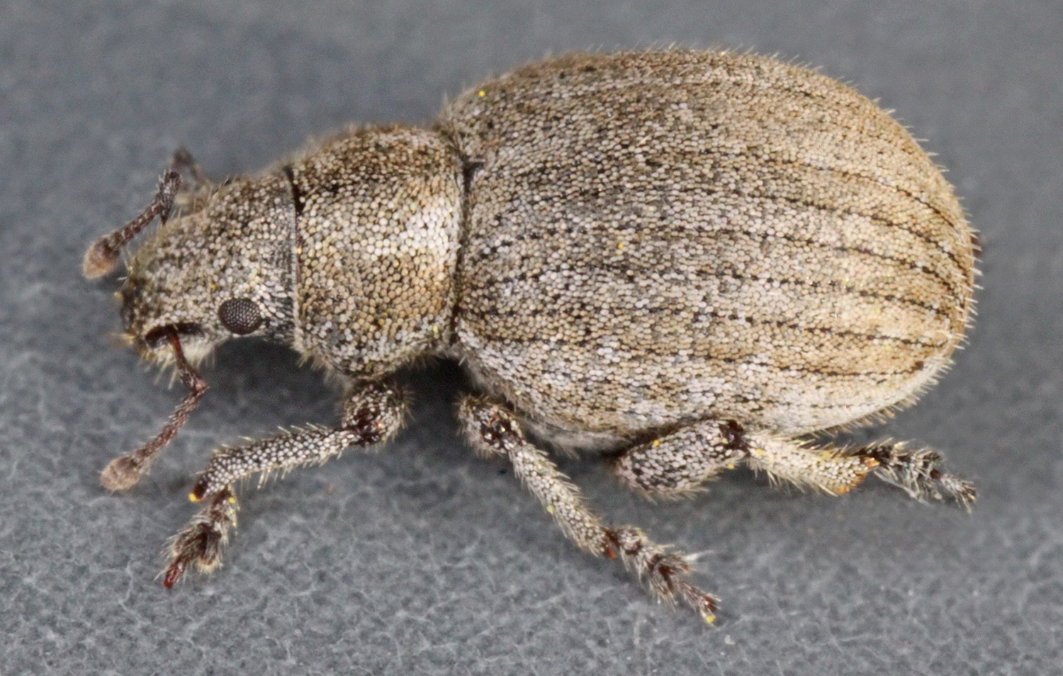 Philopedon (Philopedon)