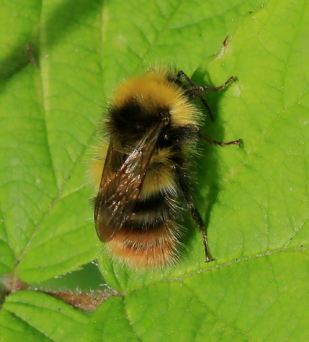 Researchers emphasise that bumble bees need biodiversity
