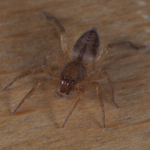 Leafcurling sac spiders (Clubiona)