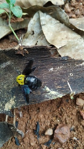 Xylocopa ruficornis (Xylocopa ruficornis) Picture Insect