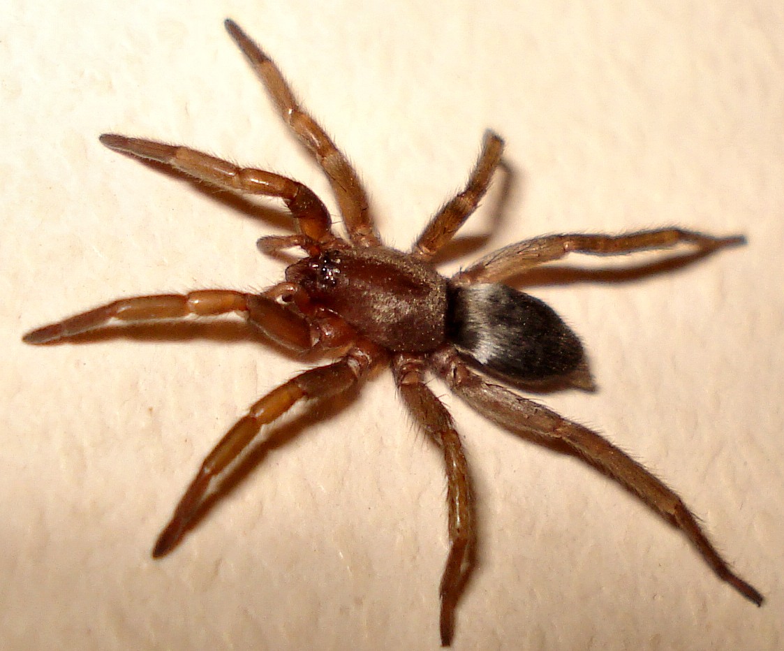 Araña del Ratón (Scotophaeus blackwalli) - Picture Insect