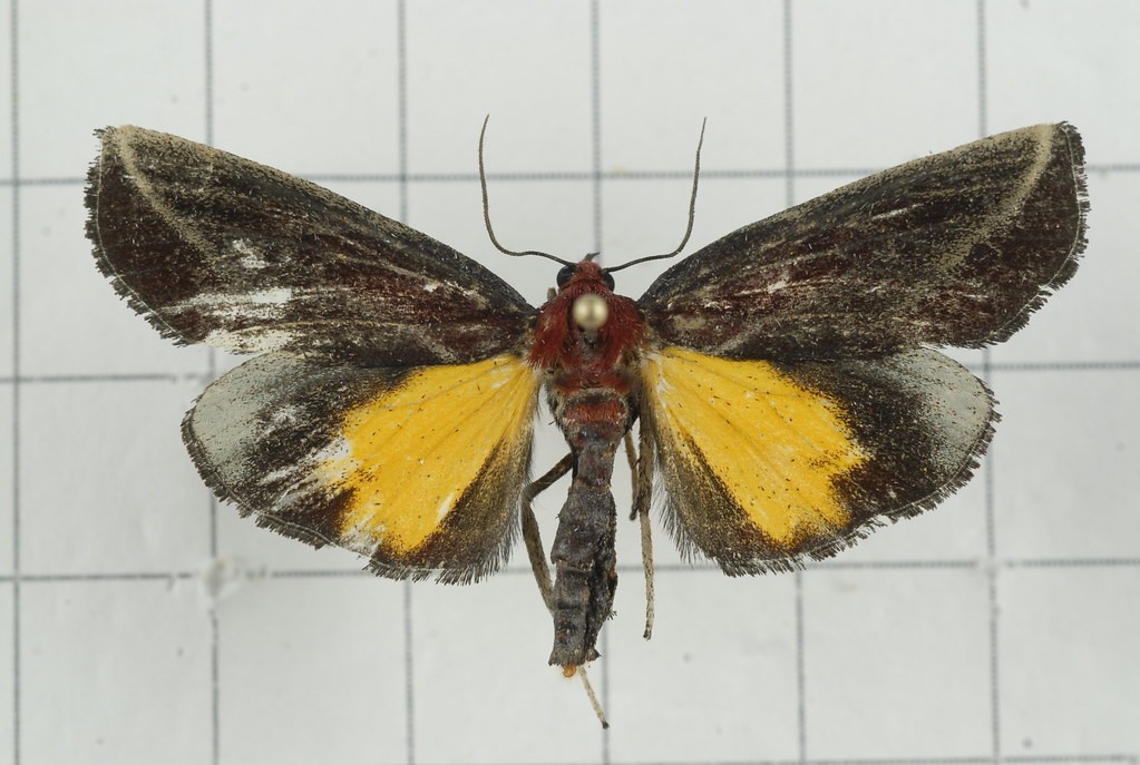 Toccolosida (Toccolosida)