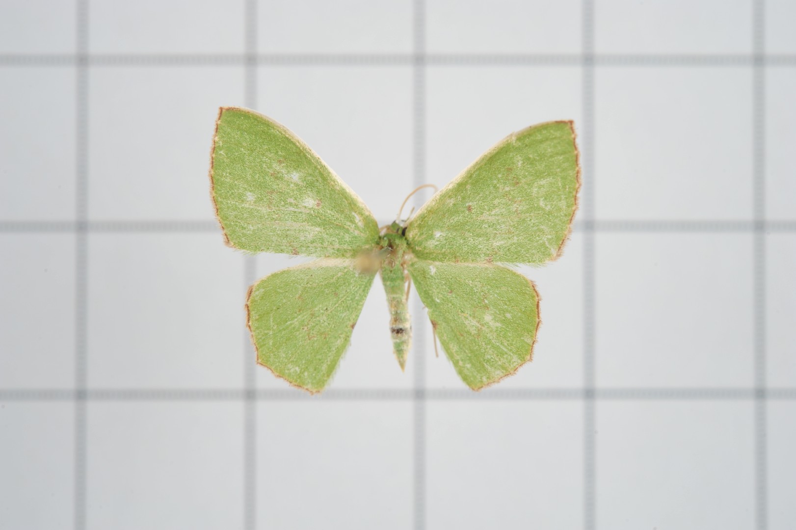 Oenospila (Oenospila)