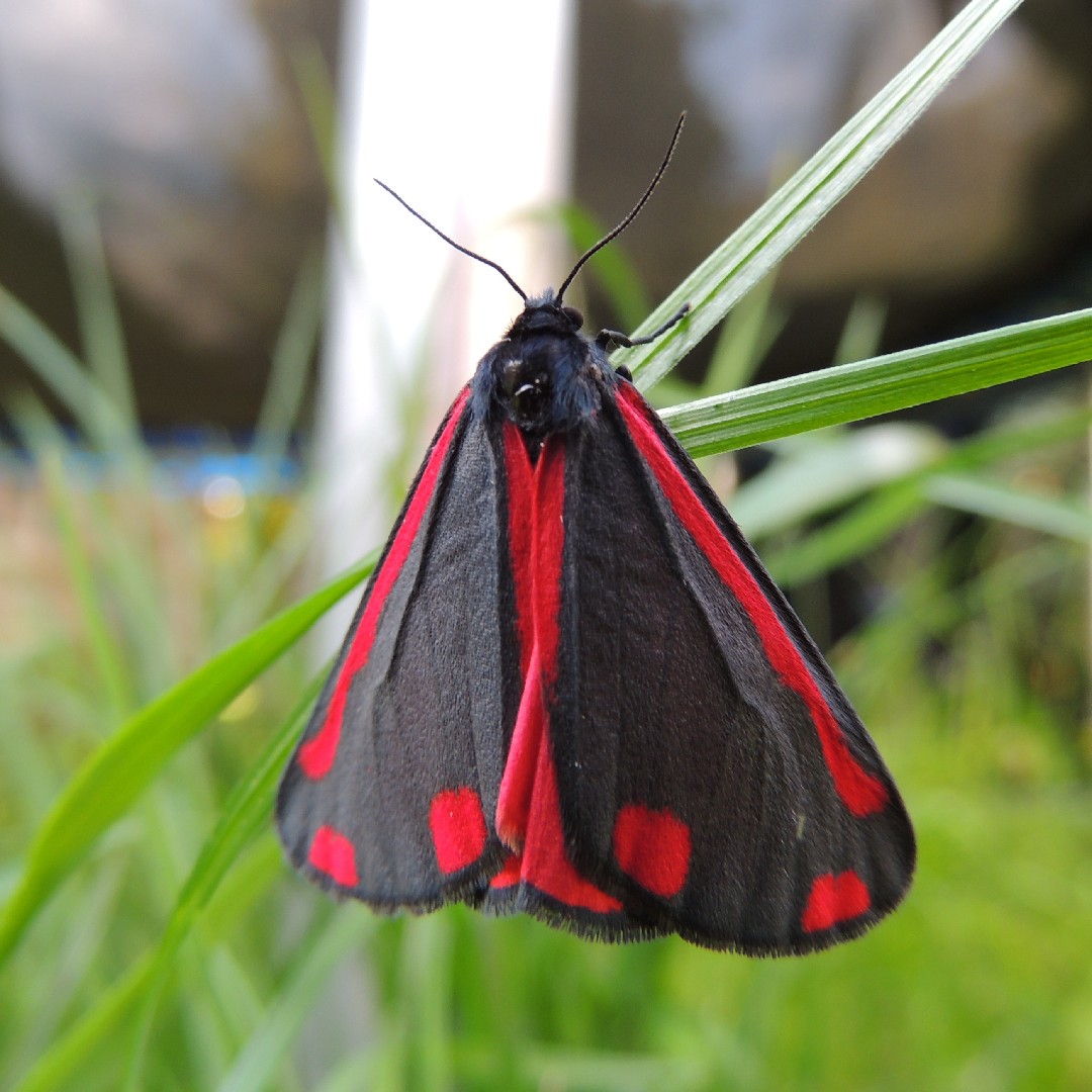 Cinnabar moth