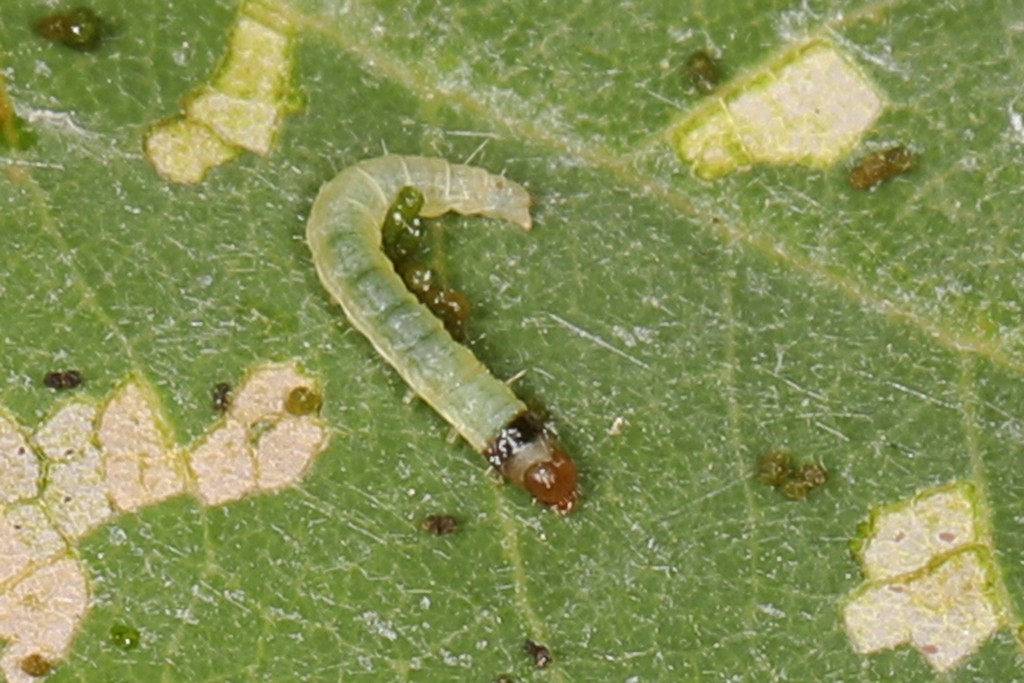 Pseudotelphusa (Pseudotelphusa)