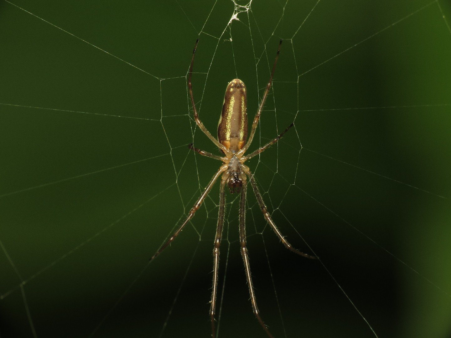 Вязальщик длинный (Tetragnatha extensa) - Picture Insect