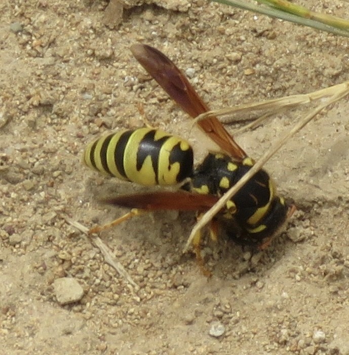 Euodynerus (Euodynerus) Picture Insect