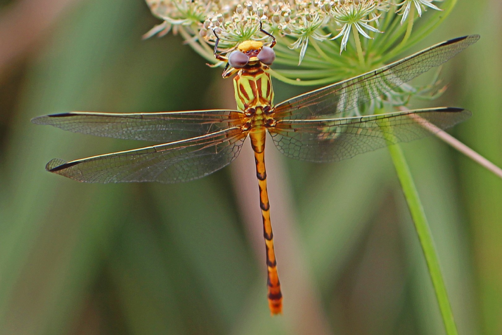 Libélulas serpiente (Erpetogomphus)