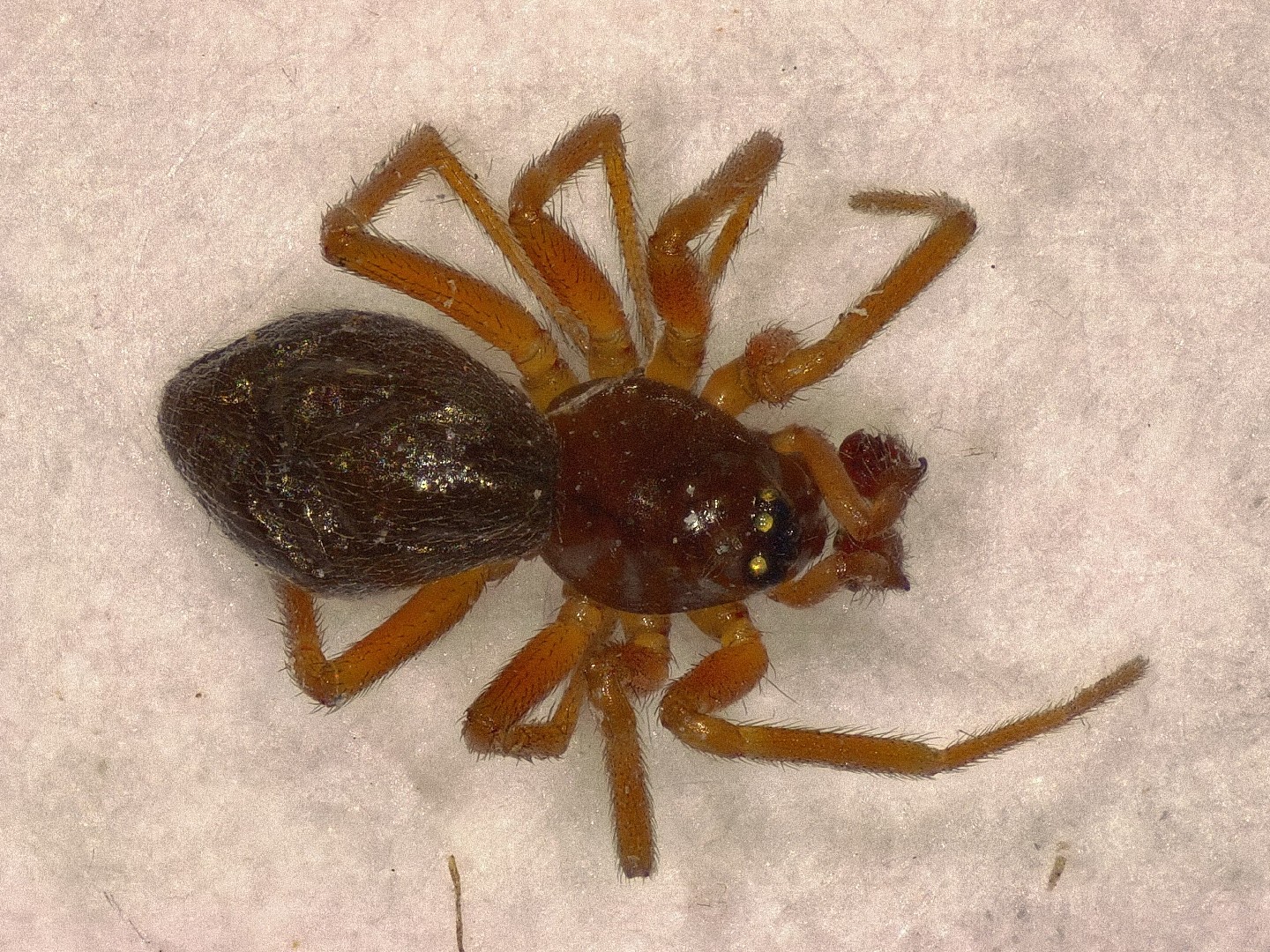 Oedothorax (Oedothorax)