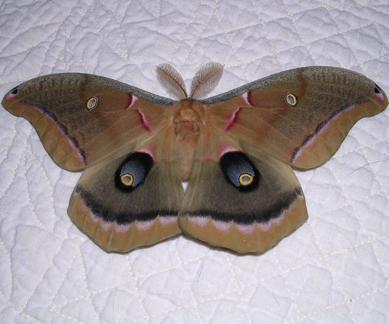 Tussar moths (Antheraea)