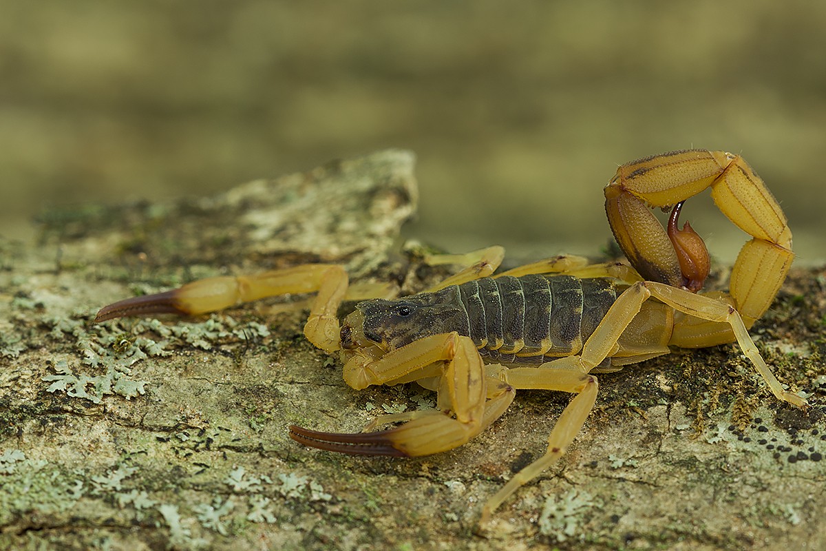 Бразильский желтый скорпион (Tityus serrulatus) - Picture Insect