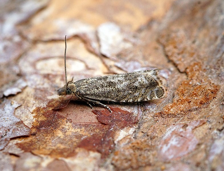 Dichrorampha (Dichrorampha)