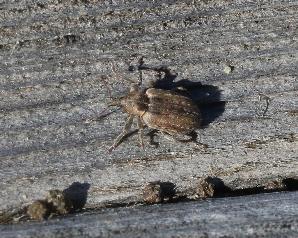 アルファルファタコゾウムシ (Hypera postica) - Picture Insect