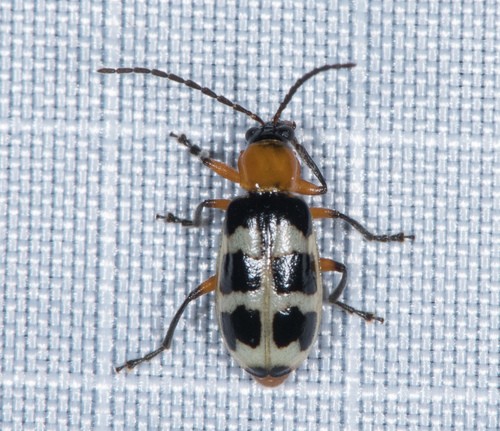 Paranapiacaba (Paranapiacaba)