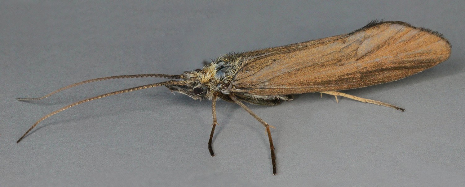 Sericostoma (Sericostoma)