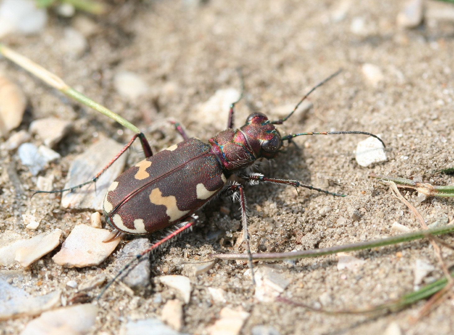 Northern Dune Tiger Beetle