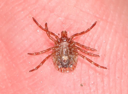 彼らはどのような病気を媒介しますか?