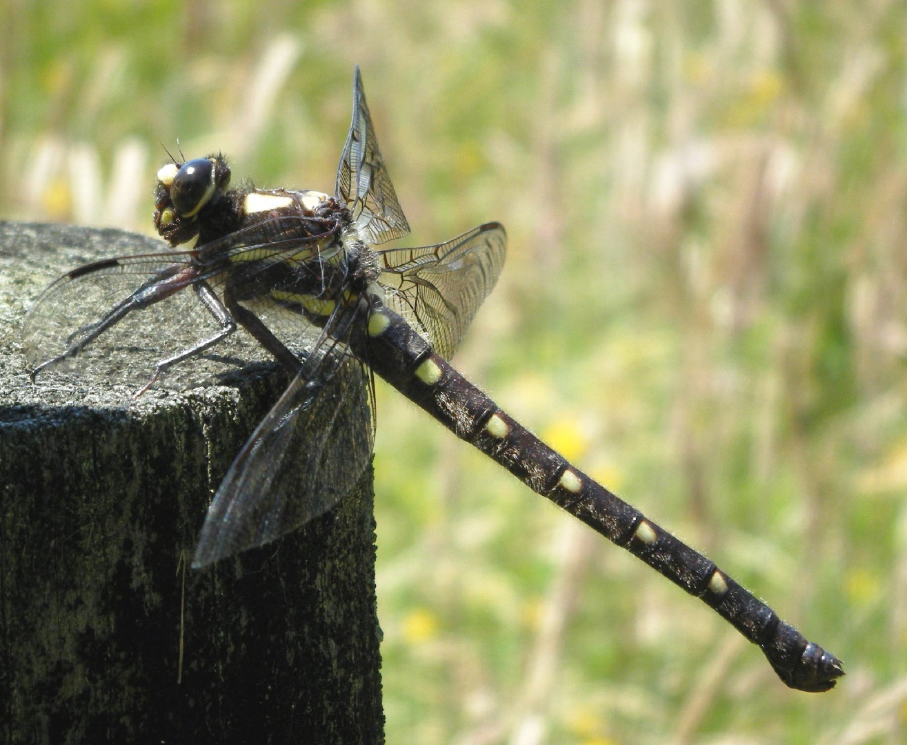 New zealand bush giant dragonfly