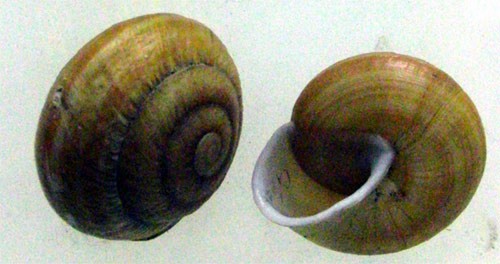 Camaena (Camaena)