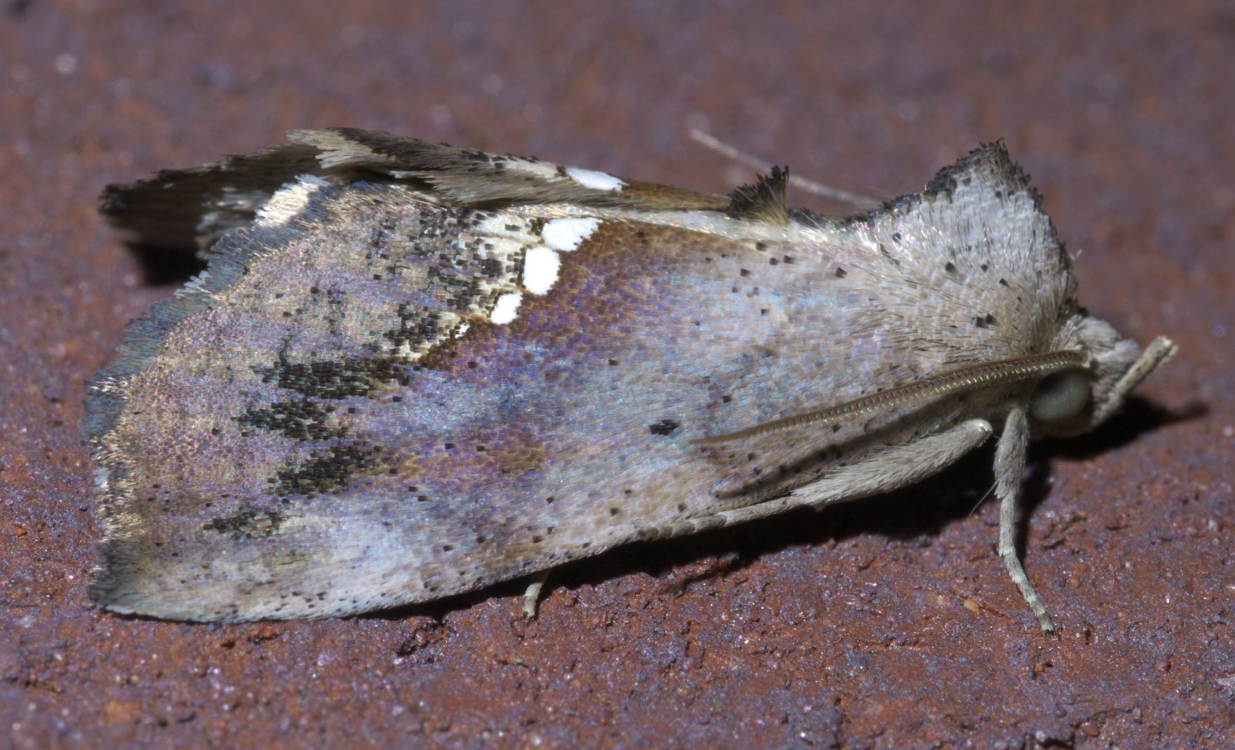 Hypsoropha (Hypsoropha)