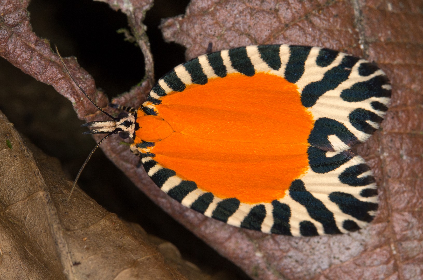 Pseudatteria volcanica