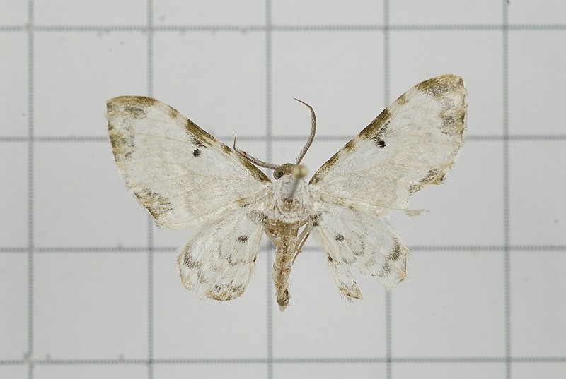 Tyloptera (Tyloptera)