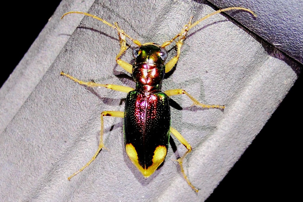 Metallic tiger beetles (Tetracha)