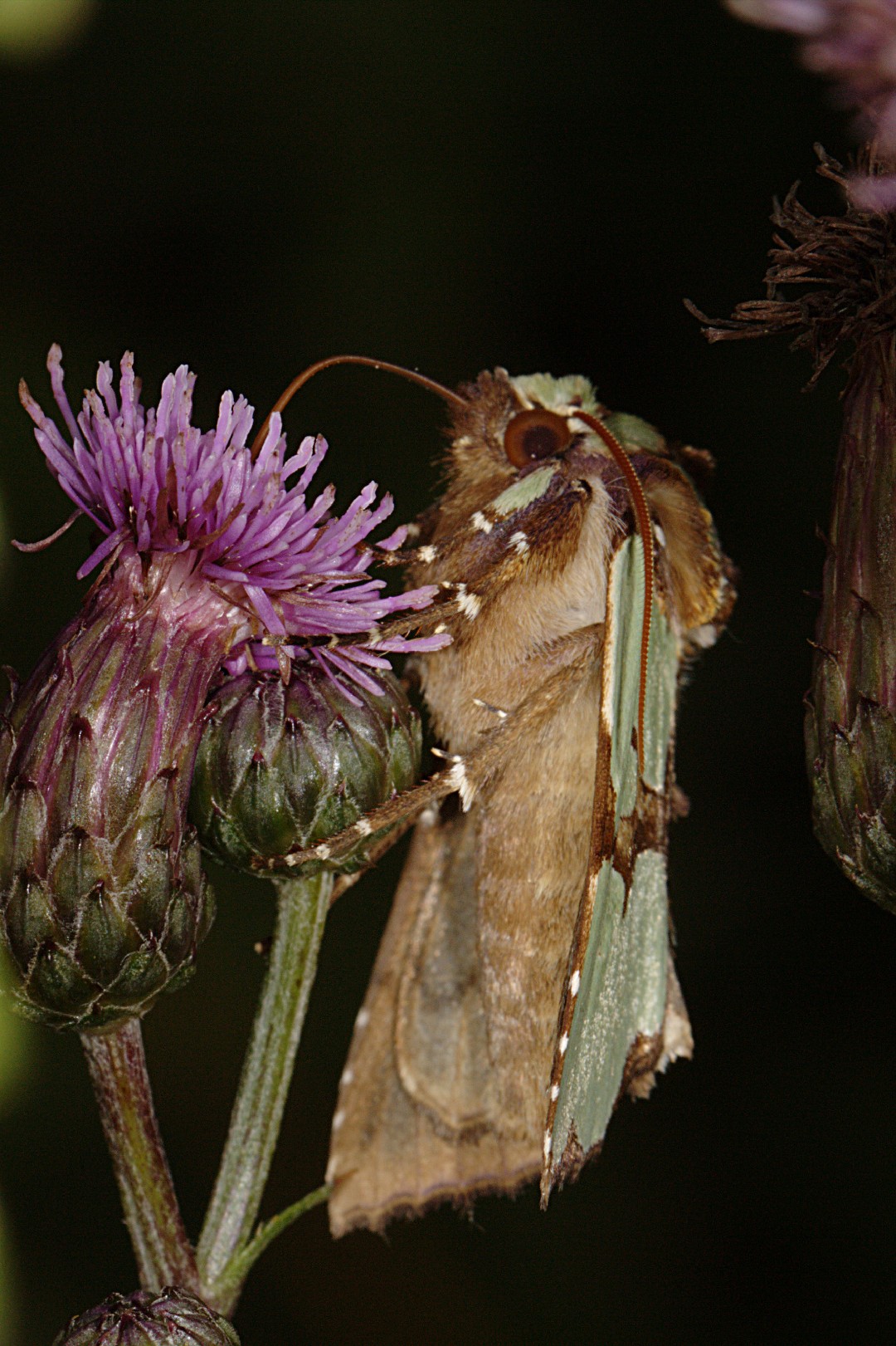 Staurophora (Staurophora)
