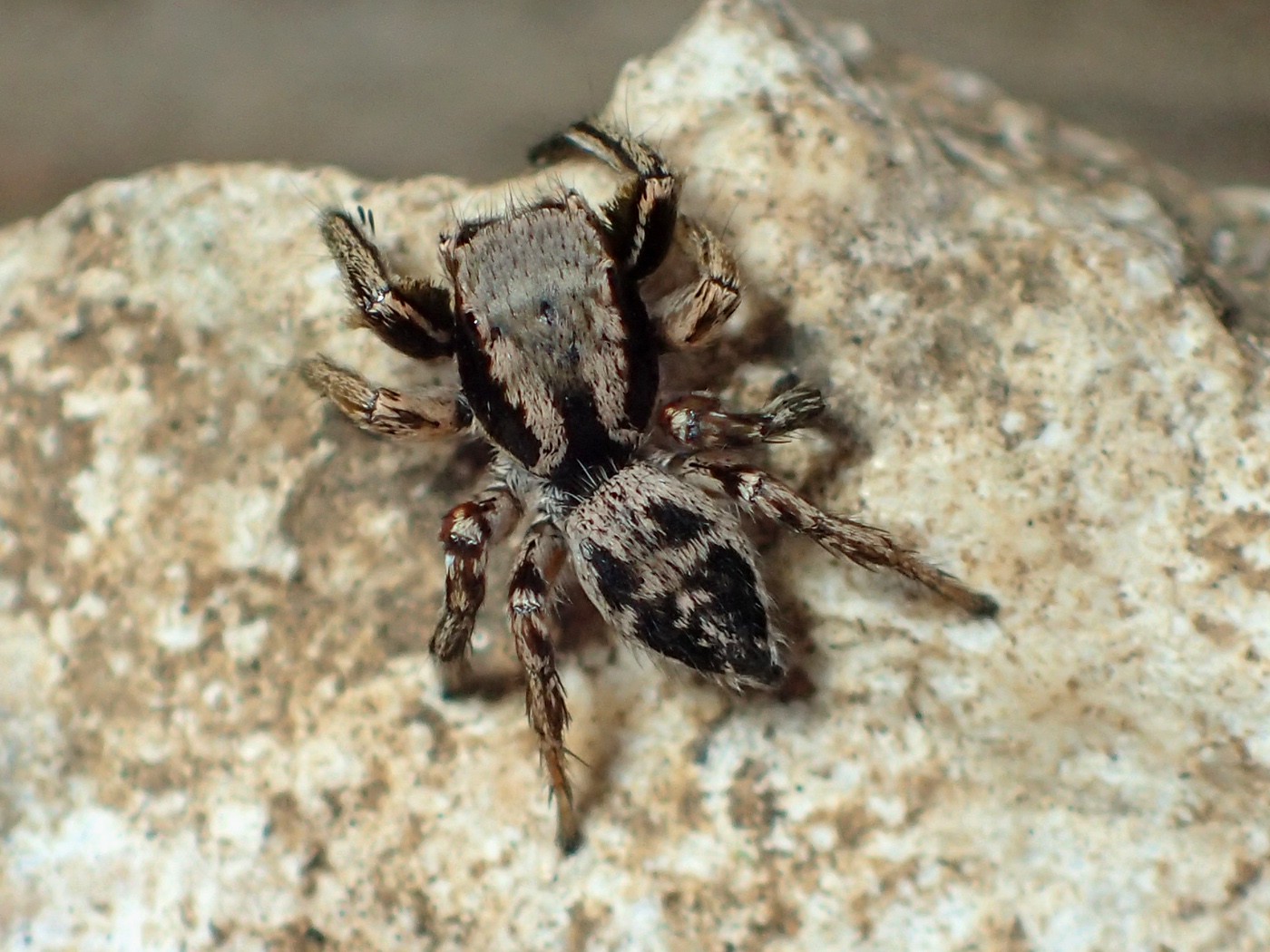 Habronattus mexicanus