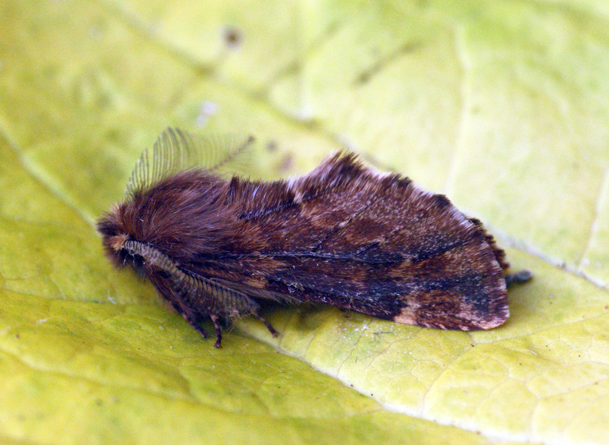 Ptilophora (Ptilophora)