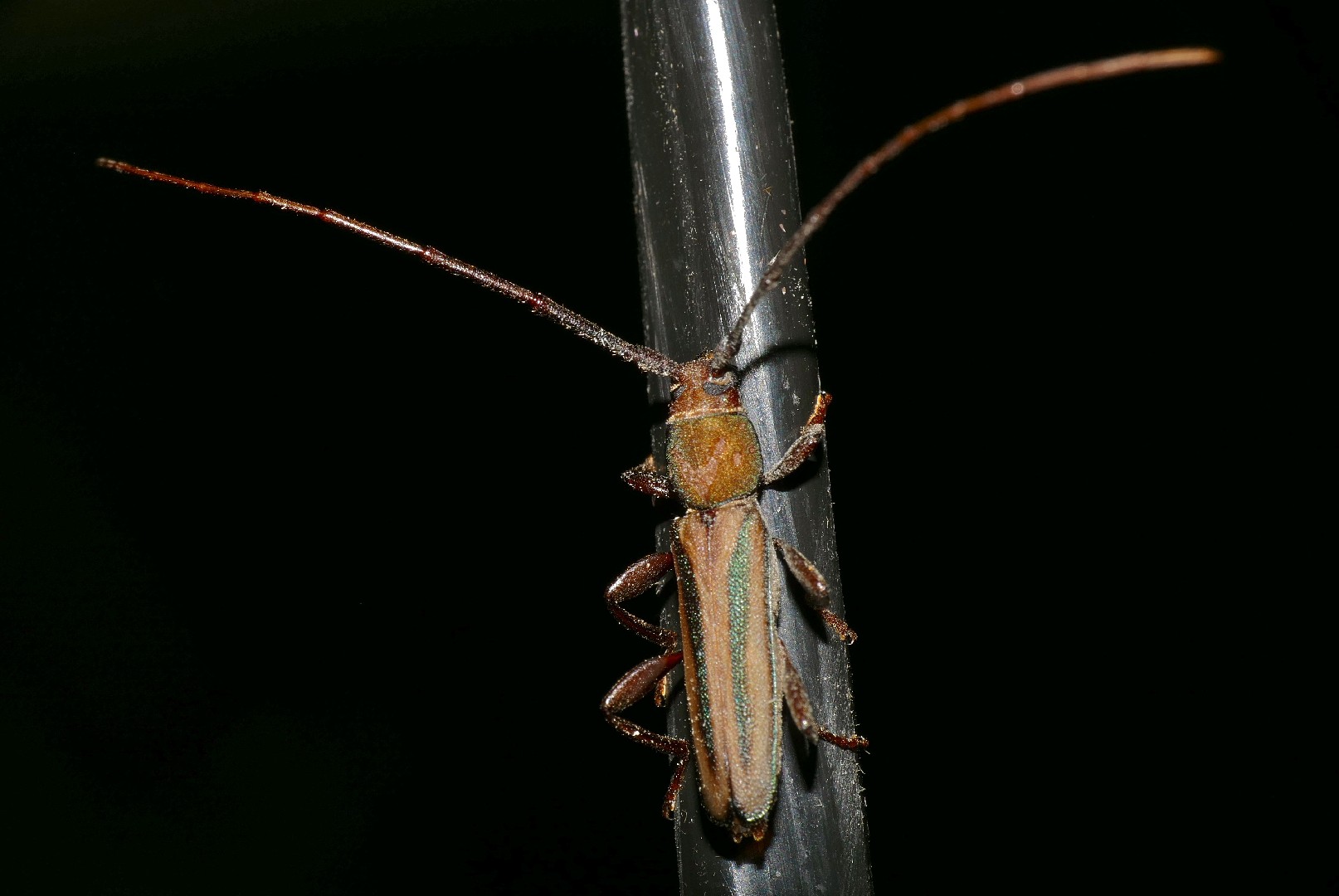 Xystrocera (Xystrocera)