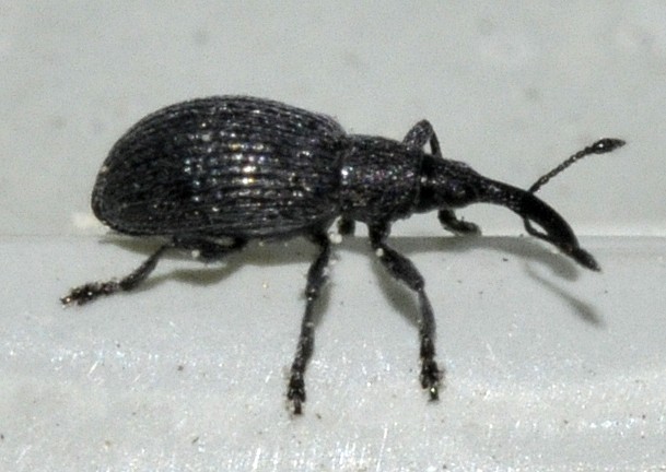 Ischnopterapion (Ischnopterapion)