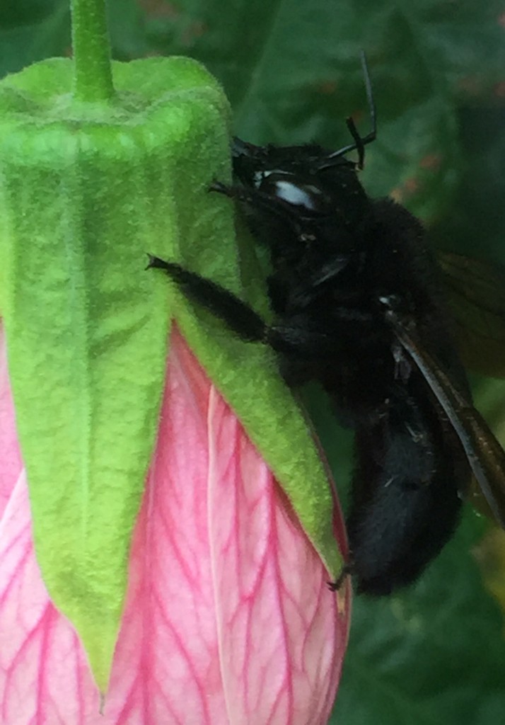 Large carpenter bees (Xylocopa)