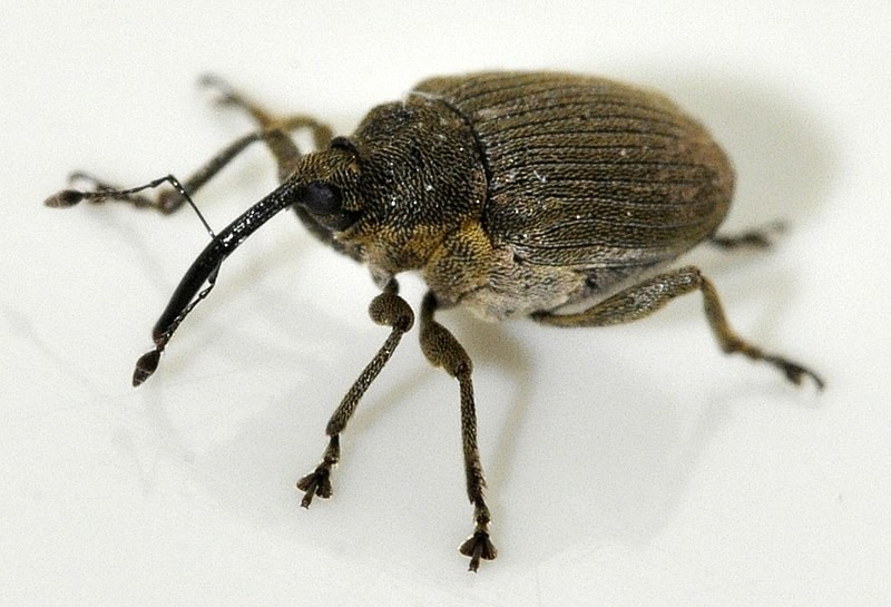 Ceutorhynchus assimilis (Ceutorhynchus assimilis) Picture Insect