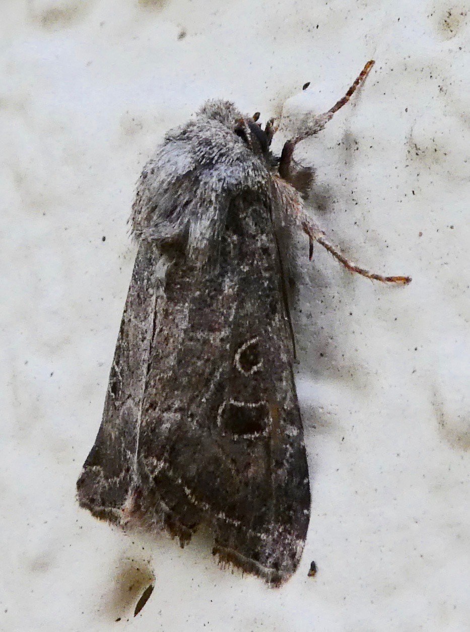 Protorthodes (Protorthodes)