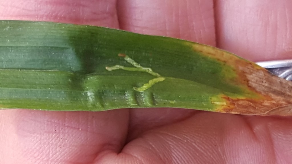 Cerodontha (Cerodontha)