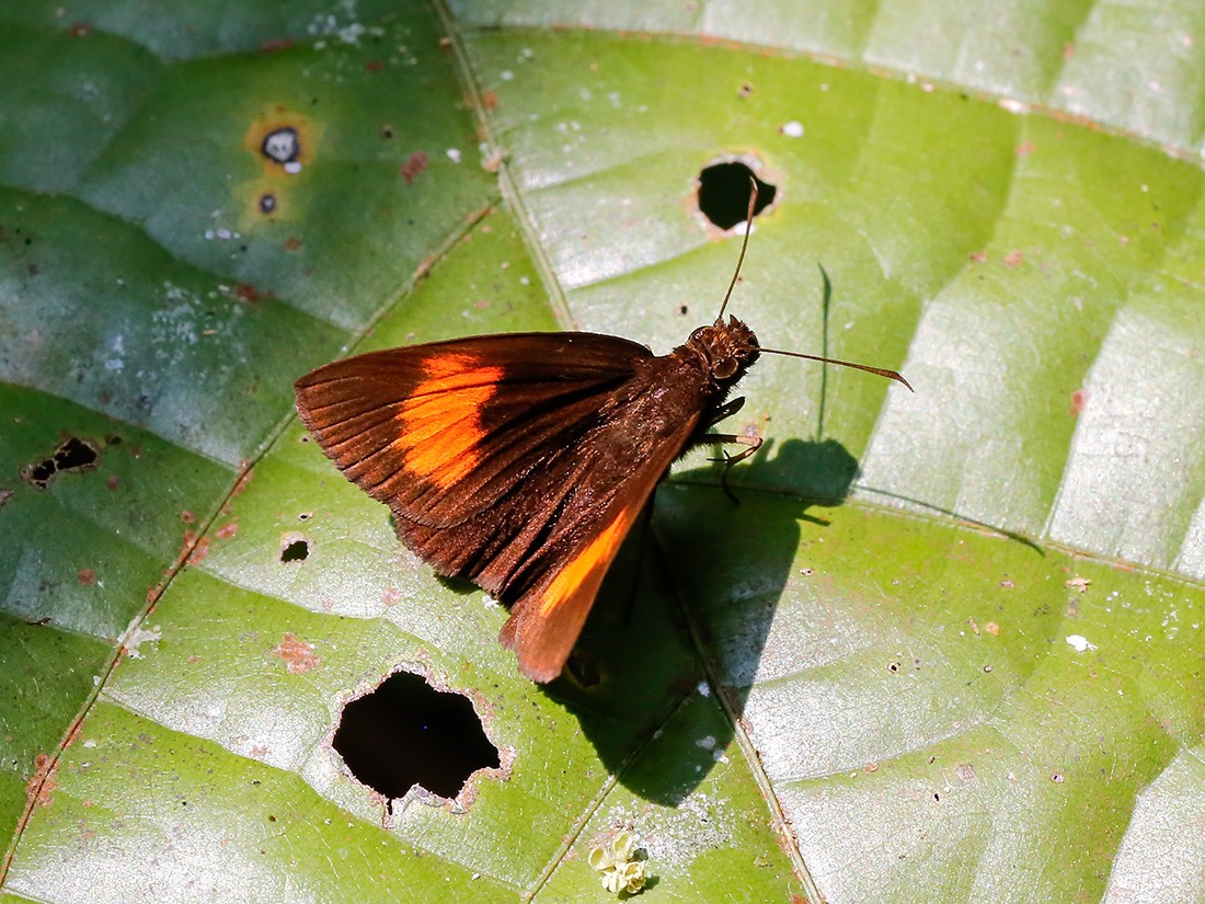 Koruthaialos (Koruthaialos)