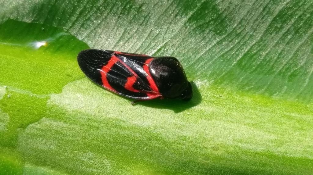 Okiscarta (Okiscarta)