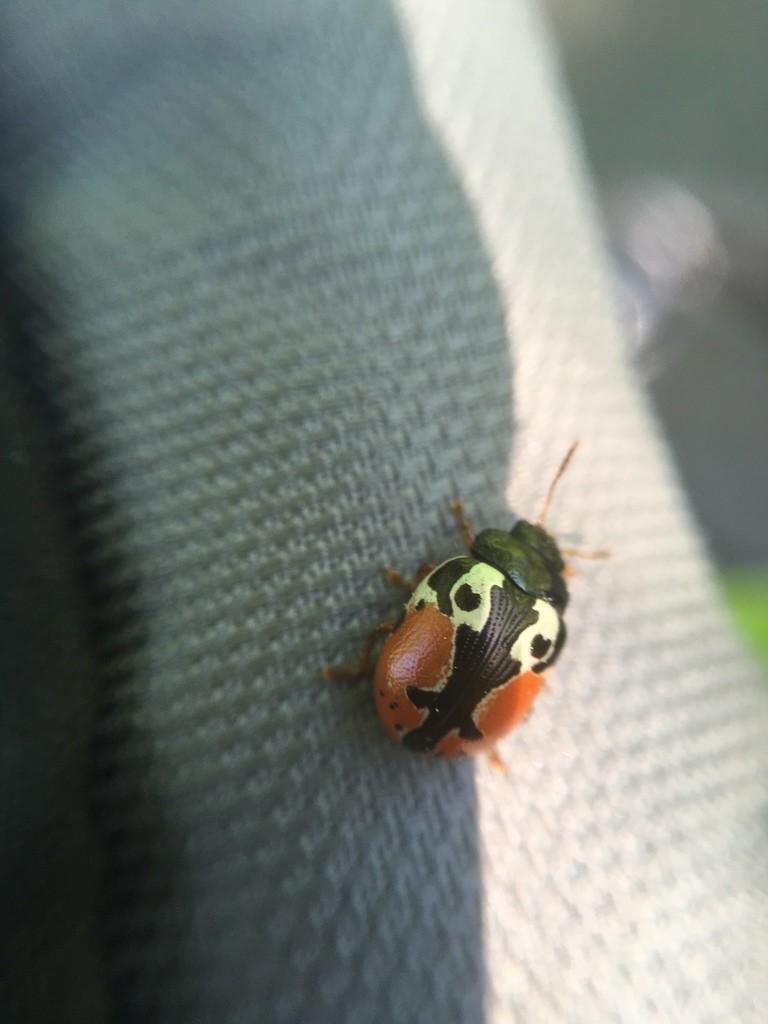 Колорадский жук (Leptinotarsa decemlineata) - Picture Insect