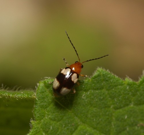 Monolepta (Monolepta)