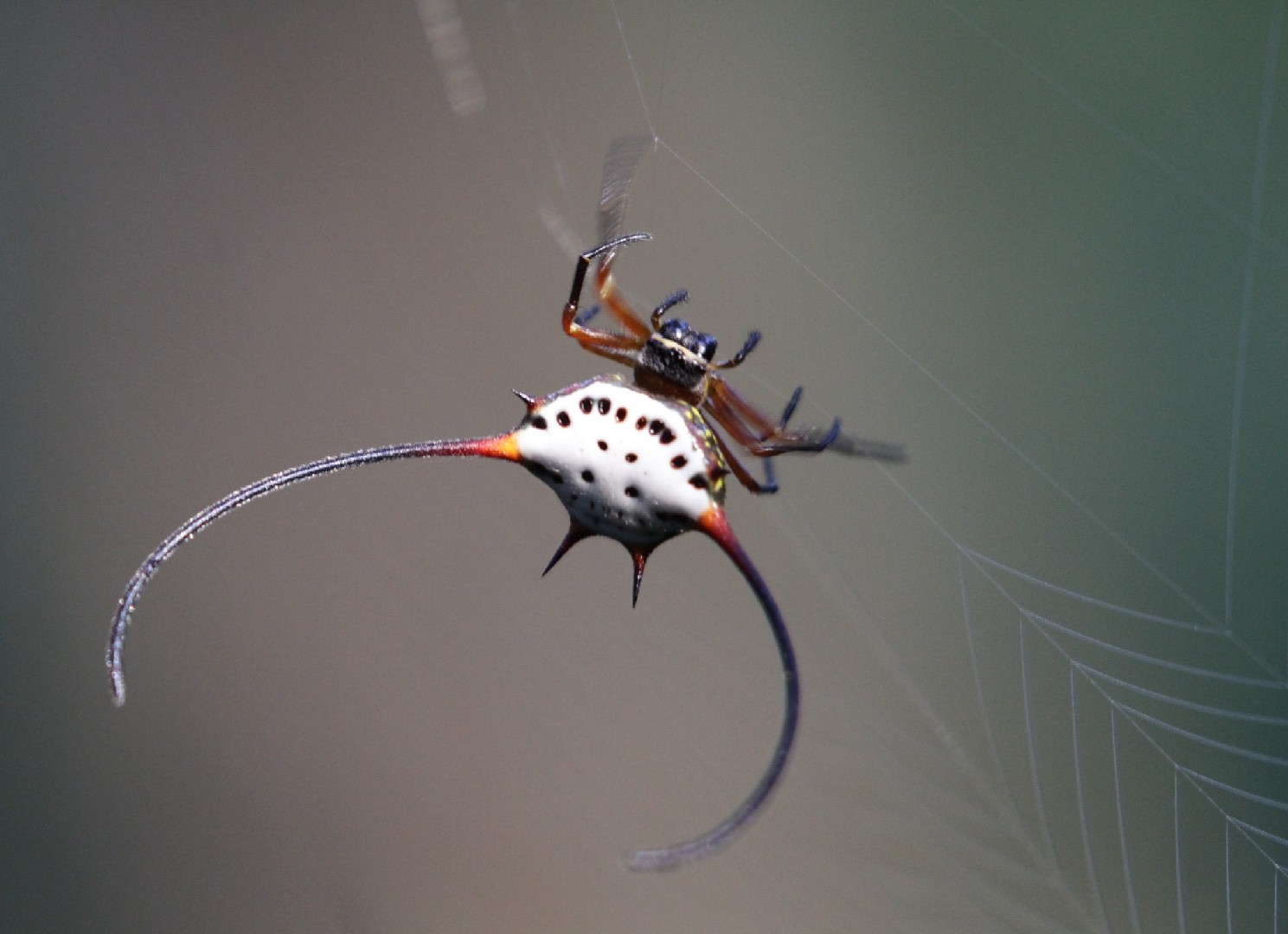 Роговой крестовик (Larinioides cornutus) - Picture Insect