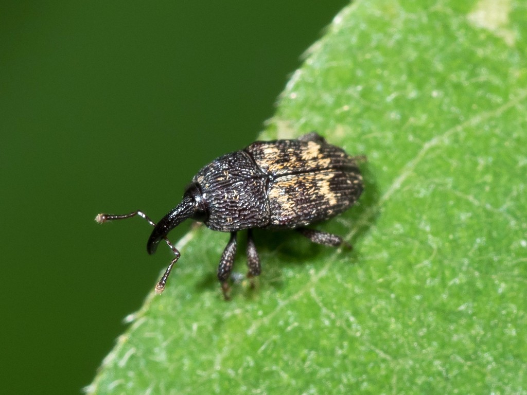 Glyptobaris (Glyptobaris)