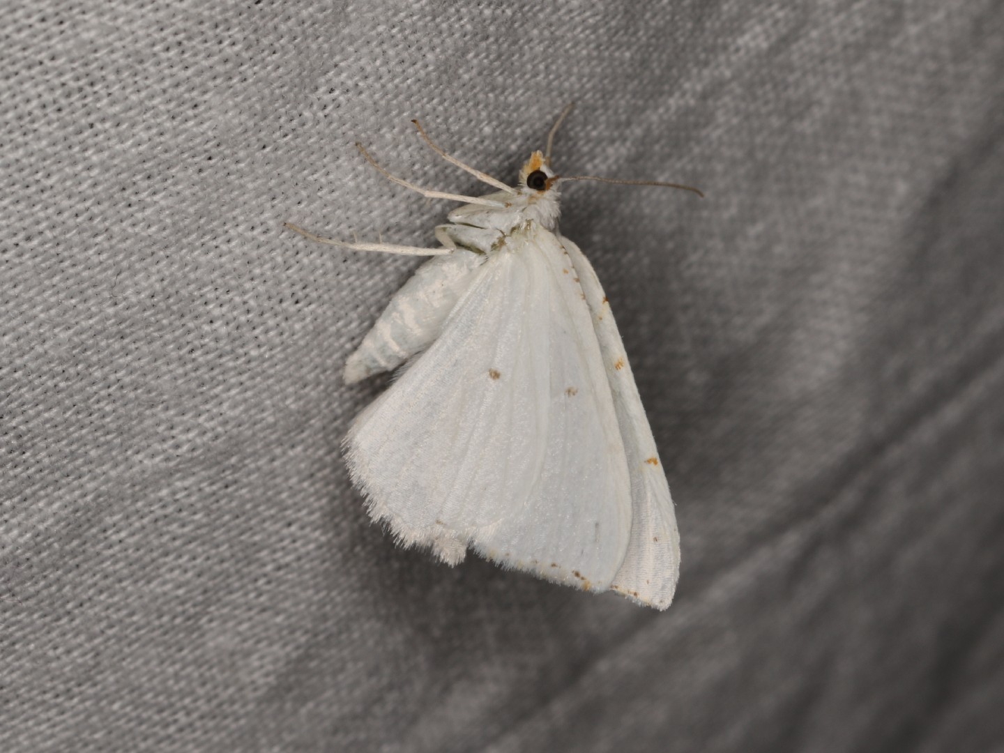 Lesser Maple Spanworm