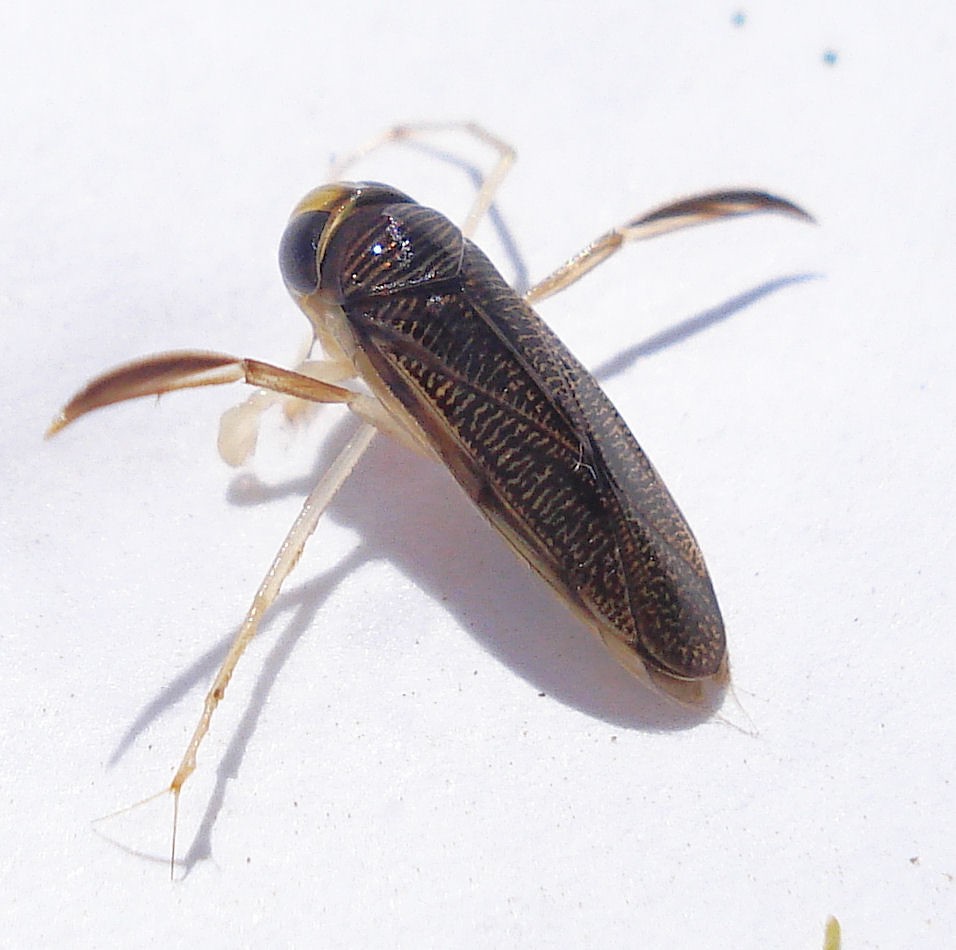 Callicorixa praeusta (Callicorixa praeusta) - Picture Insect