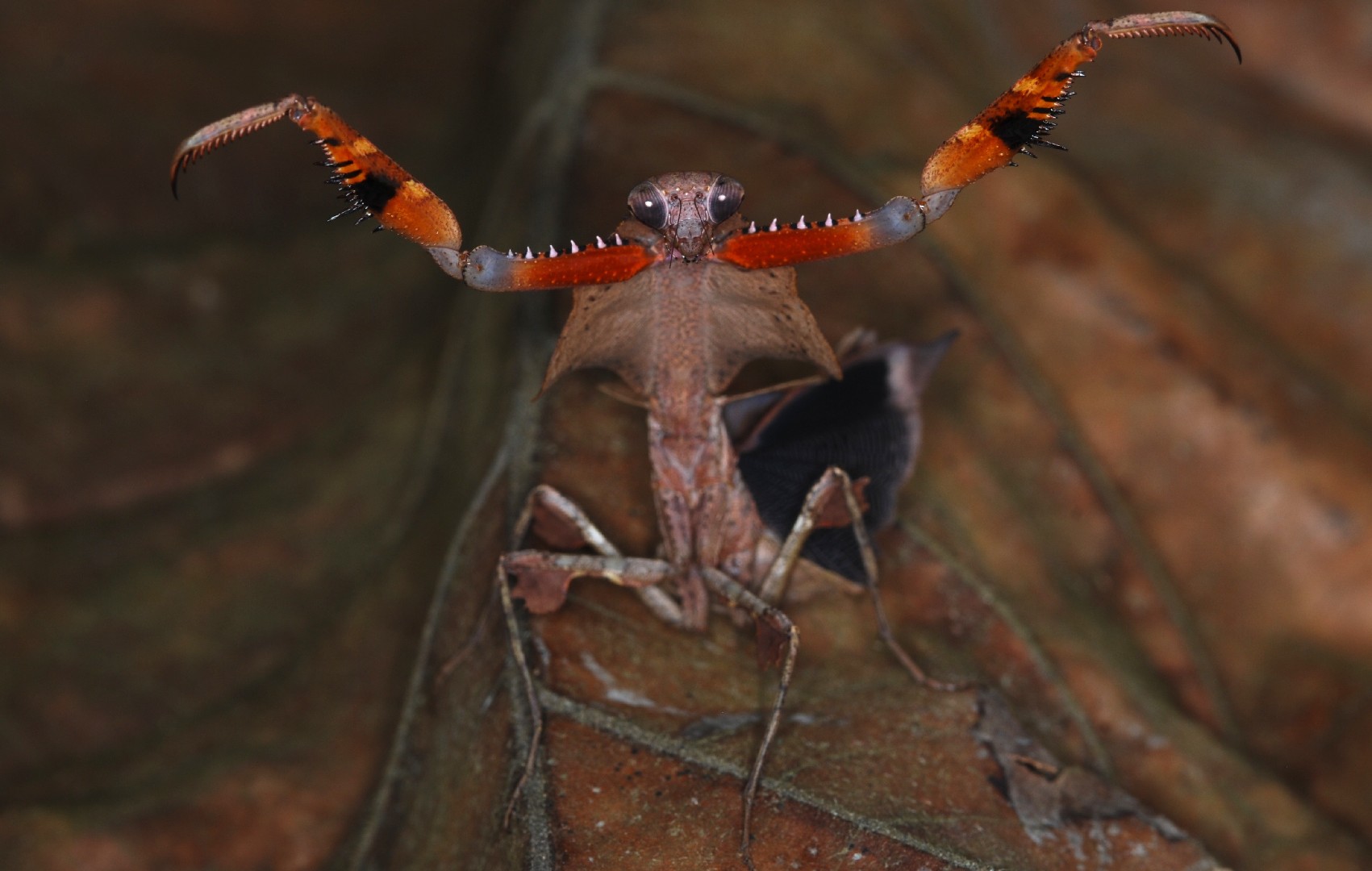 Dead leaf mantises (Deroplatys)