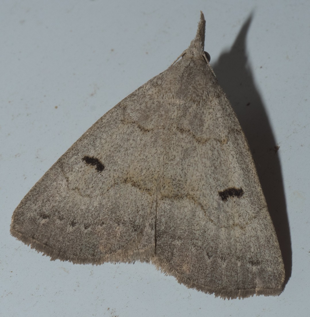 Chytolita (Chytolita)